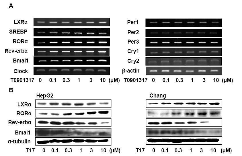 LXRα의 활성화가 생체시계유전자 발현에 미치는 영향 (A) 간세포주 Chang에서 TO901317을 농도별로 24 시간 처리시 생체시계유전자의 mRNA 발현 변화 (B) 간암 세포주 HepG2 및 일반 간세포주 Chang에서 TO901317을 농도별로 24 시간 처리시 생체시계유전자의 단백질 발현 변화