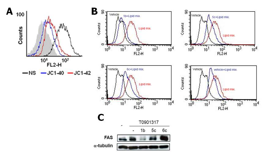 간암 세포주 HepG2에서 유도되는 lipid droplets 생성에 RORα 리간드가 미치는 영향 (A) 세포에 lipid droplets을 형성시킨 후, JC1-40과 JC1-42 화합물 1 μM과 vehicle을 24 시간 처리시 lipid 생성 변화 (B) 세포에 lipid droplets을 형성시킨 후, 1b, 5c, 6c 화합물 1 μM과 vehicle을 24 시간 처리시 lipid 생성 변화 (C) 화합물 1b, 5c, 6c 화합물 1 μM과 TO901317 처리시 FAS단백질 발현 변화