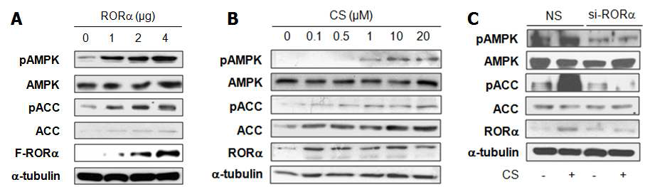 간암 세포주 HepG2에서 RORα 및 CS에 의한 AMPK의 조절 (A) RORα 과발현시 pAMPK, pACC의 단백질 발현 변화 (B) CS를 농도 의존적으로 24 시간 처리시, pAMPK, pACC의 단백질 발현 변화 (C) si-RORα를 transfection 시킨 후, CS 20 uM을 24 시간 처리시, pAMPK, pACC의 단백질 발현 변화