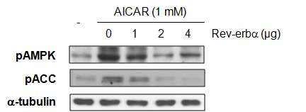 Rev-erbα의 의한 AMPK의 조절. 간암 세포주 HepG2에서 AICAR 1 mM 처리 후, Rev-erbα 과발현시 pAMPK, pACC의 단백질 발현 변화