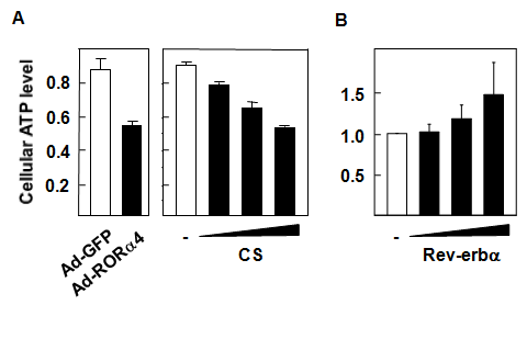 간암 세포주 HepG2에서 RORα/Rev-erbα 과발현에 의한 ATP 변화 (A) Ad-GFP와 Ad-RORα를 infection시키거나, CS를 1, 10, 20 μM 농도로 24 시간 처리시, 세포 내 ATP 수준의 변화 (B) Rev-erbα를 과발현시, 세포 내 ATP 수준의 변화