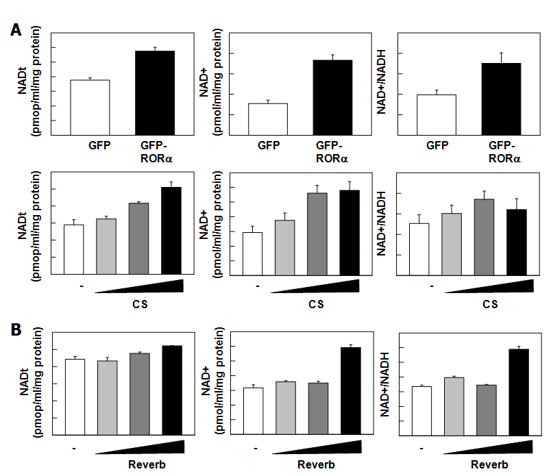 RORα/Rev-erbα 과발현에 의한 NAD+/NADH 비율 변화 (A, B, C) 간암 세포주 HepG2에서 RORα/Rev-erbα를 과발현시, 세포 내 total NAD, NAD+, NAD+/NADH 의 변화
