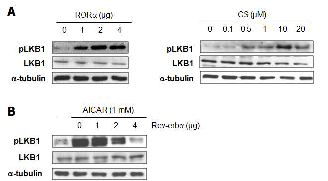 간암 세포주 HepG2에서 RORα/Rev-erbα 과발현에 의한 LKB1의 발현 변화 (A) RORα 과발현시, pLKB1, LKB1의 단백질 발현 변화 (B) CS를 농도 의존적으로 24시간 처리시, pLKB1, LKB1의 단백질 발현 변화 (C) Rev-erbα 과발현시, pLKB1, LKB1의 단백질 발현 변화