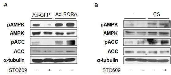 HepG2에서 CAMKK 활성 저해시 RORα 과발현에 의한 AMPK 활성화 (A) HepG2에 Ad-GFP, Ad-RORα를 infection 시킨 후, STO609 처리시 pAMPK, pACC의 단백질 발현 변화 (B) CS 20 uM로 24 시간 처리 후, STO609 처리시 pAMPK, pACC의 단백질 발현 변화