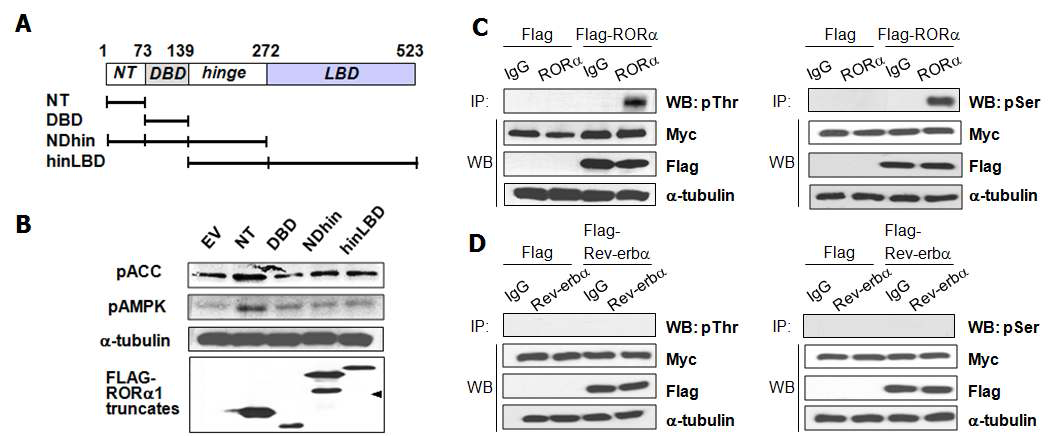 간암 세포주 HepG2에서 pAMPK에 의한 RORα/Rev-erbα의 인산화 분석 (A) RORα Domain scheme (B) RORα를 Domain별로 과발현시킨 후, pACC, pAMPK의 단백질 발현 변화 (C) RORα와 CA-AMPK 과발현시, Threonine/Serine residue에서의 인산화 여부 (D) Rev-erbα와 CA-AMPK 과발현시, Threonine/Serine residue에서의 인산화 여부