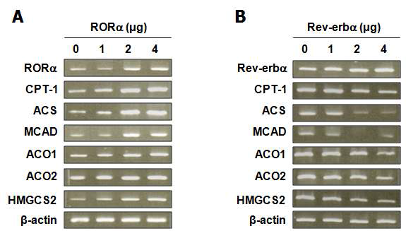 간암 세포주 HepG2에서 RORα/Rev-erbα 과발현에 의한 β-oxidation 관련 유전자 활성 변화 (A) RORα 과발현시와 (B)Rev-erbα 과발현시 CPT-1, ACS, MCAD, ACO1, ACO2, HMGCS2의 전사 발현 변화