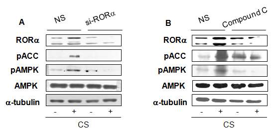 간암 세포주 HepG2에서 si-ROR과 Compound C를 이용한 AMPK와의 연관성 확인 (A) si-RORα transfection 후, pAMPK, pACC의 단백질 발현 변화 (B) Compound C. 1 μM, CS 20 μM 24 시간 처리 후, pAMPK, pACC의 단백질 발현변화
