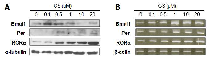 HepG2에서 RORα 리간드 CS에 의한 Clock 유전자의 단백질 발현 및 전사 활성 변화 CS를 농도 의존적으로 24 시간 처리 후, Bmal1, Per, RORα의 단백질 (A)과 전사 (B) 발현 변화