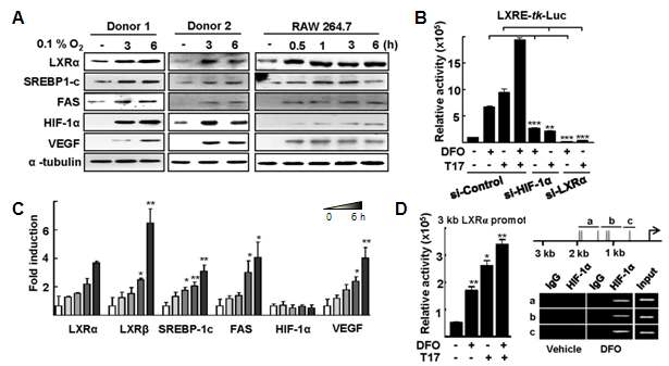 저산소에 의해 유도되는 지질 관련 유전자 (A) Human primary macrophages와 Raw 264.7 세포의 시간에 따른 저산소 처리 후 단백질 발현 확인 (B) Raw 264.7 세포에 si-RNA와 LXRE-luc. 과발현 후 LXRE reporter 유전자 분석 (C) Raw 264.7 세포에 저산소 처리 후 real-time PCR로 mRNA level 분석 (D) LXRa 프로모터 reporter를 발현시킨 후 저산소 12 시간 또는 LXRa ligand (TO901317) 처리 후 reporter 유전자 분석 (왼쪽). 표시된 DNA 영역에 대하여 ChIP 분석