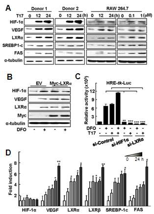 LXRα의 활성화에 의한 HIF-1α의 활성 증가 (A) 사람의 혈액으로부터 분리된 macrophages와 Raw 264.7 세포의 시간 또는 농도에 따른 LXRα 리간드 TO901317 처리 후, 단백질 발현 확인(B) Raw 264.7 세포에 LXRα 과발현 후, 단백질 발현 확인(C) Raw 264.7 세포에 12시간 저산소와 24시간 LXRα 리간드 TO901317 처리 후, HRE-luc reporter 유전자 발현 분석 (D) Raw 264.7 세포에 TO901317 처리 후, real-time PCR로 mRNA level을 분석