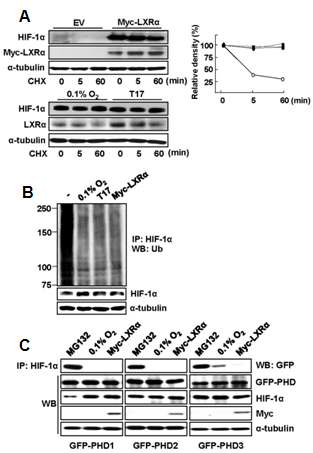 LXRα에 의한 HIF-1α의 안정화(A) Raw 264.7 세포에 LXRα 과발현 후 cyclohexamide 10 μM을 시간에 따라 처리 후, 단백질 발현 확인 (왼쪽) 단백질 band를 정량화하여 control과 대비하여 그래프로 나타냄 (오른쪽)(B) LXRα 과발현 또는 저산소, TO901317 처리 후, 면역침강과 western blot을 통하여 단백질의 ubiquitination 정도 확인(C) NIH3T3 세포에 지칭한 벡터를 각각 과발현 또는 저산소, 10 μM MG132를 처리한 후 면역침강과 western blot 방법으로 HIF-1α 와 PHD의 단백질 상호작용 분석