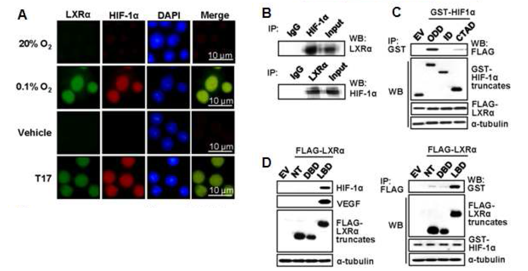 LXRα과 HIF-1α의 상호결합 (A) Raw 264.7 세포에 저산소 또는 TO901317 처리 후, 면역형광염색으로 단백질의 세포내 분포 분석 (B) 저산소 12 시간 처리 후 면역침강과 western blot으로 HIF-1α와 LXRα의 단백질 상호작용 분석 (C) HIF-1α 또는 LXRα를 domain 별로 cloning하여 면역침강과 western blot으로 결합부위 분석 (D) LXRα의 domain을 과발현 후, western blot으로 HIF-1α 안정화 기능 domain 확인
