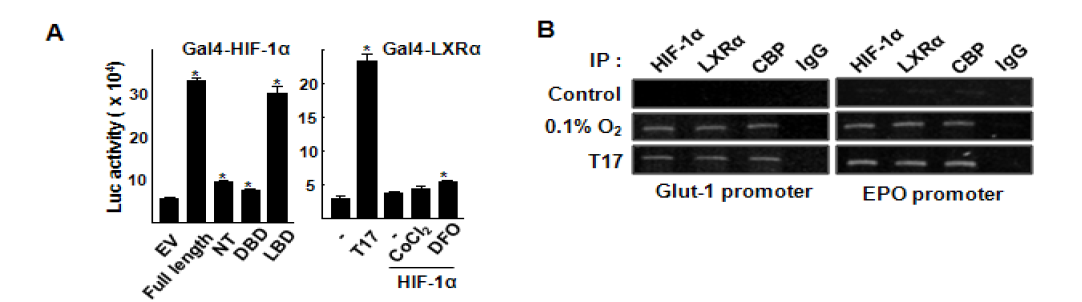 LXRα에 의한 HIF-1α의 전사 활성 증가(A) NIH3T3 세포에 Gal4-HIF-1α에 LXRα의 도메인을 과발현 시키거나 Gal4-LXRα에 HIF-1α를 각각 과발현시킨 후, Gal4-tk-Luc reporter 활성 측정 (B) Raw 264.7 세포에 저산소 또는 TO901317 처리 후, Glut-1과 Epo의 HRE 부분에 대한 ChIP assay를 시행