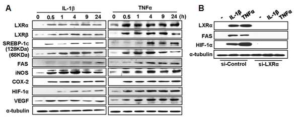 LXRa과 HIF-1a에 의한 지질 합성 유도 (A) Raw 264.7 세포에 IL-1beta 또는 TNFa를 시간별로 처리 한 후 단백질 발현 확인 (B) LXRa siRNA를 발현시킨 후, IL-1β 또는 TNFa를 처리하고 단백질 발현 확인