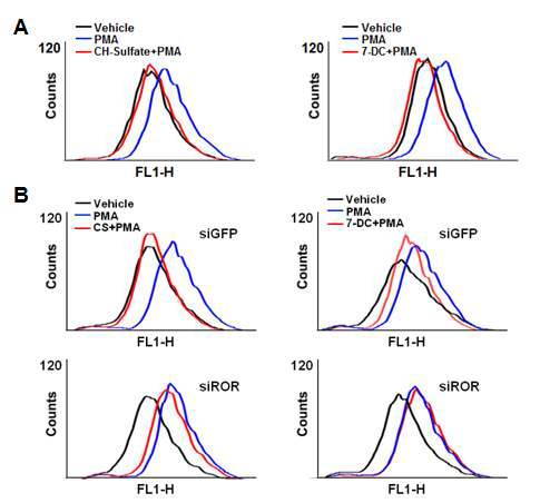 RORα가 ROS 생성에 미치는 영향 (A) Chang cell line에서 RORα 리간드인 CS 25 μM 또는 7-Dehydrocholesterol (7-DC) 20 μM 24 시간 처리 시, PMA에 의해 유도된 ROS 생성에 미치는 영향 (B) Chang cell line에서 si-RORα를 48 시간 transfection 시킨 후, CH-Sulfate 25 μM 또는 7-DC 20 μM 24 시간 처리시, PMA에 의해 유도된 ROS 생성에 미치는 영향