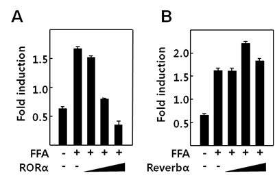 HepG2에서 RORα/Rev-erbα 에 의한 Cyp4502E1 mRNA 발현 변화 (real-time PCR) (A) RORα 과발현시 free fatty acid에 의해 유도된 Cyp4502E1 mRNA 발현 변화 (B) HepG2에서 Rev-erbα 과발현시 free fatty acid에 의해 유도된 Cyp4502E1 mRNA 발현 변화