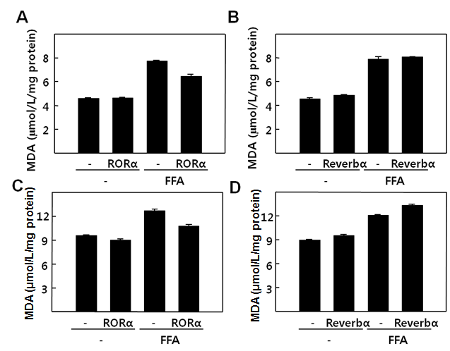 RORα/Rev-erbα 에 의한 MDA (malondialdehyde) 의 조절. HepG2에서 RORα (A)과 Rev-erbα (B) 과발현시 free fatty acid에 의해 생성된 MDA의 양. Rat 일차배양 간세포에서 RORα (C)와 Rev-erbα (D) 과발현시 (virus 감염) free fatty acid에 의해 생성된 MDA의 양.