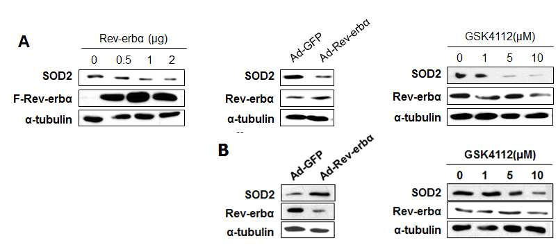 Rev-erbα에 의한 SOD2의 조절 (A) HepG2에서 Rev-erbα 과발현시, Rev-erbα adenovirus infection 후, Rev-erbα 리간드인 GSK4112 처리시, SOD2 단백질 발현 변화 (B) Primary hepatocyte에서 Rev-erbα 과발현시, Rev-erbα virus infection 후, Rev-erbα 리간드인 GSK4112 처리시, SOD2 단백질 발현 변화