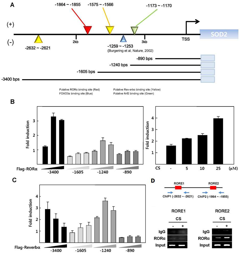 RORα에 의한 SOD2 promoter의 활성 변화 (A) SOD2 promoter의 sequence분석을 통한 Putative RORE (red), RevRE (yellow), FOXO3a binding site (blue), ARE (green)와 현재 갖고 있는 4개의 길이별 SOD2 promoter (B) RORα 과발현 시 SOD2-promoter 길이별 활성 변화와 Chang cell line에서 RORα 리간드인 CS를 농도 의존적으로 24 시간 처리시, SOD2-promoter 3.4kb의 활성 변화(C) Rev-erbα 과발현시 SOD2-promoter 길이별 활성 변화 (D) SOD2 promoter의 putative RORα binding site sequence 및 HepG2에서 CS 처리 시 RORα binding 증가 확인