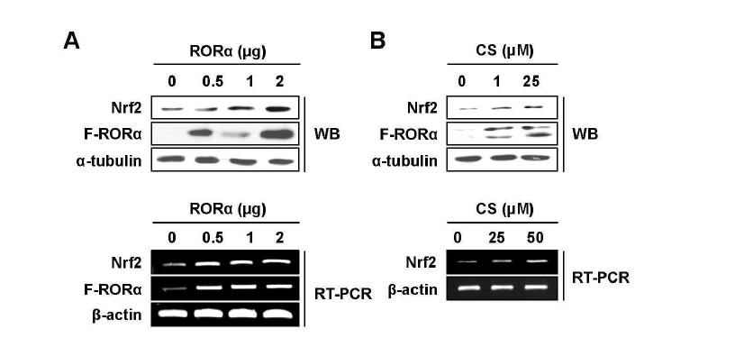 RORα에 의한 Nrf2의 조절 (A) HepG2에서 RORα 과발현시 Nrf2 발현 변화(B) HepG2와 Chang liver cell에서 CS 처리시 Nrf2 발현 변화