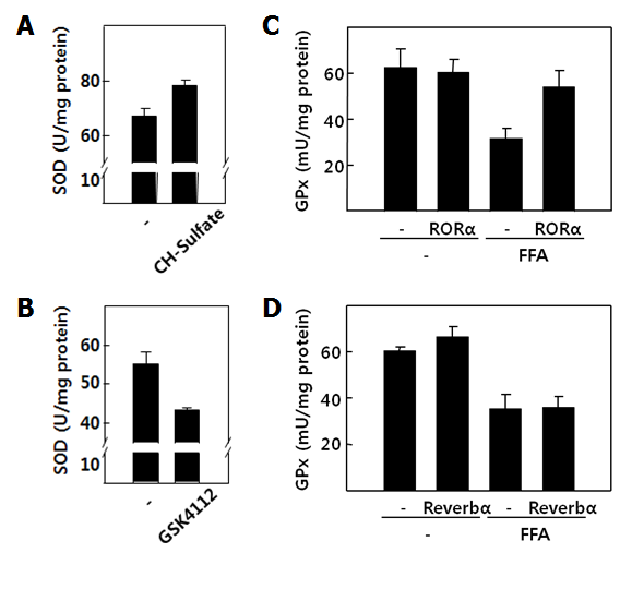 Primary hepatocyte에서 RORα/Rev-erbα 에 의한 SOD2/GPx의 활성 변화 (A, B) CS 또는 GSK4112 처리시 SOD2 enzyme 활성 변화 (C, D) RORα/Rev-erbα 과발현 시 (adenovirus 이용) GPx의 활성 분석