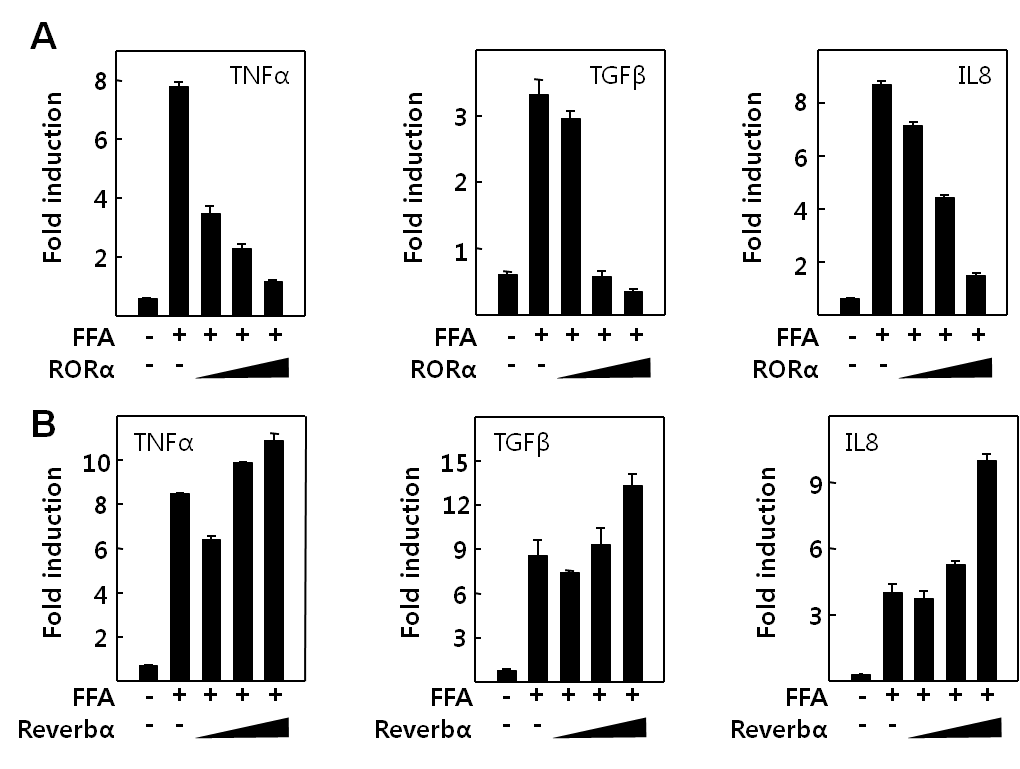 HepG2에서 RORα/Rev-erbα 에 의한 cytokine 유도 변화 (real-time PCR 분석) (A) RORa 과발현시 free fatty acid에 의해 유도된 염증성 cytokine의 발현 변화 (B) Rev-erba 과발현시 free fatty acid에 의해 유도된 염증성 cytokine의 발현 변화