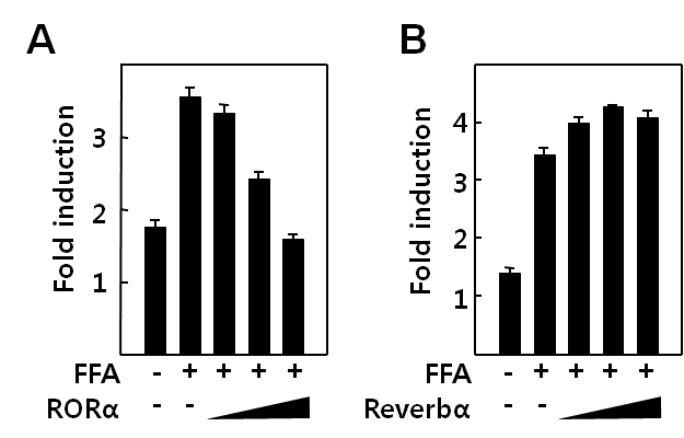 HepG2에서 RORα/Rev-erbα 에 의한 collagen (Pro-Col1a1)의 발현 변화 (real time-PCR) (A) RORα 과발현시 free fatty acid에 의해 유도된 Pro-Col1a1 mRNA 양의 변화 (B) Rev-erbα 과발현시 free fatty acid에 의해 유도된 Pro-Col1a1 mRNA 양의 변화
