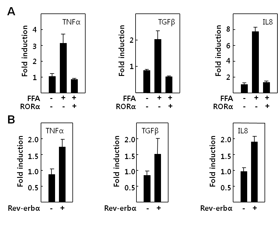 Kupffer cell에서 RORα/Rev-erbα 에 의한 cytokine 유도 변화 (real-time PCR)(A) RORα 과발현시 (adenovirus 이용) free fatty acid에 의해 유도된 cytokine의 mRNA 양 (B) Rev-erbα 과발현시 (adenovirus 이용) cytokine의 mRNA 양