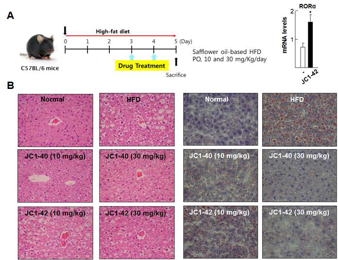 Safflower oil-enriched HFD 동물 모델에서 RORα 특이적 저분자 리간드에 의한 마우스 간에서의 RORα 활성화 및 lipid droplet 변화 (A) C57BL/6N mouse에 Safflower oil-enriched HFD 식이를 한 후 JC1-42 처리 시 RORα mRNA의 변화 (B) C57BL/6N mouse에 Safflower oil-enriched HFD 식이를 한 후 JC1-40, 42 처리 시 lipid droplet 형성 (H&E, Oil red O 염색)