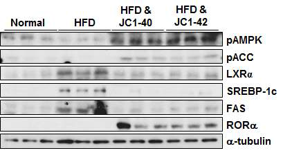 Safflower oil-enriched HFD 동물 모델에서 RORα 특이적 저분자 리간드에 의한 LXR, SREBP-1, FAS, AMPK 등 지질대사 유전자의 발현 분석 C57BL/6N mouse에 Safflower oil-enriched HFD 식이를 한 후 JC1-40, 42 처리 시 LXR, SREBP-1, FAS, AMPK 등 지질대사 유전자의 발현 분석