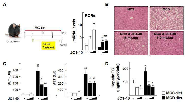 NASH 동물 모델에서 RORα 특이적 저분자 리간드에 의한 마우스 간에서의 RORα에 의한 lipid droplet 형성 억제 및 생체 요소 변화. C57BL/6N mouse에게 MCD 식이요법을 한 후 JC1-40 처리 시 (A) RORα mRNA의 변화 (B) lipid droplet 형성 (C) 혈청의 ALT, AST 수치 변화 (D) 간 조직 내 지질 분석