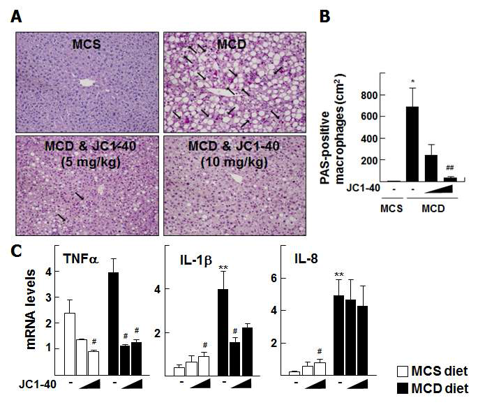 NASH 동물 모델에서 RORα 특이적 저분자 리간드에 의한 macrophage infiltration 및 cytokines 변화. C57BL/6N mouse에게 MCD 식이요법을 한 후 JC1-40 처리 시 (A) macrophage infiltration의 변화 (PAS-diastase staining) (B) TNFα, IL-1β, IL-8 등 염증성 cytokine 발현 분석