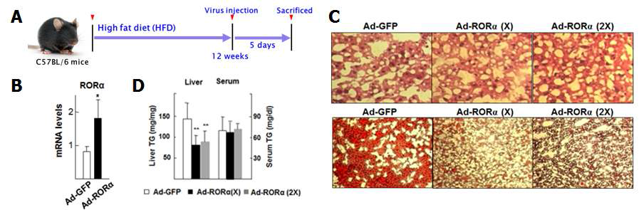 HFD 동물 모델에서 RORα 아데노바이러스에 의한 마우스 간에서의 RORα 활성화. C57BL/6N mouse에 HFD 식이를 한 후 RORα 아데노바이러스 처리시 (A) 실험 스케줄 (B) RORα mRNA의 변화 (C) H&E 염색 (상), Oil-red O 염색을 통한 lipid 형성 변화 (하) (D) 간 조직, 혈청 내 지질 분석