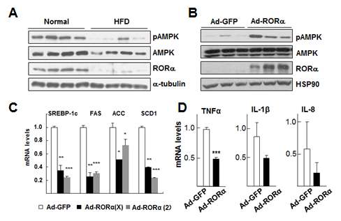 HFD 동물 모델에서 RORα 아데노바이러스에 의한 LXR, SREBP-1, FAS, AMPK 등 지질대사 유전자의 발현 분석. C57BL/6N mouse에 HFD 식이를 한 후 (A) pAMPK, RORα의 단백질 발현 변화 (B) RORα 아데노바이러스 처리시, pAMPK, RORα의 단백질 발현 변화 (C) RORα 아데노바이러스 처리시 SREBP-1c, FAS, ACC, SCD1의 전사 활성 변화 (D) RORα 아데노바이러스 처리시 TNFα, IL-1β, IL-8 등 염증성 cytokine 발현 분석