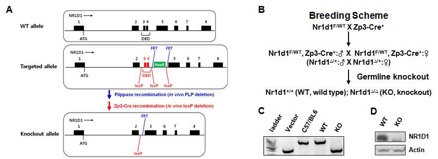 Rev-erbα knockout mouse 모델 정립 (A) Rev-erbα knockout mouse의 conditional knockout 전략 (B) Rev-erbα conditional knockout mouse을 이용한 germline systemic knockout mouse 제작을 위한 마우스 교배 전략. Nr1d1는 Rev-erbα의 공식 명칭임 (C) 제작된 mouse genotyping 분석 (D) WT와 KO 간 조직에서 분리한 일차 배양 간세포로 시행한 Rev-erbα 단백질 발현 분석