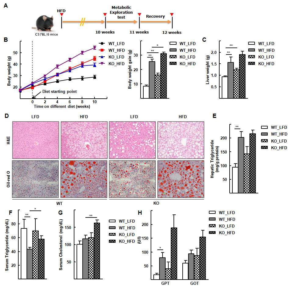 Rev-erbα knockout mouse 지방간 유도 모델에서의 지질합성. (A) 고지방식이 (High fat diet, HFD)에 따른 지방간 유도 모델의 정립. (B) 2주 간격의 체중 측정. 저지방식이 (Low fat diet, LFD)에 대비되어 WT와 KO mouse 모두에서 체중 증가됨. (C) genotype과 식이에 따른 간 무게 변화 (D) genotype과 식이에 따른 간 조직 조직면역염색 분석. H&E, Oil-red O 염색. (E) 간 조직 내의 중성 지방 변화 (F), (G) 혈청 내의 중성지방과 콜레스테롤 변화