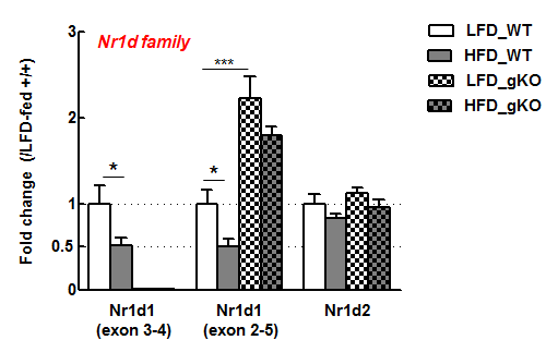 Rev-erb family의 발현 양상. Nr1d1: Rev-erbα, Nr1d2: Rev-erβ. 18S rRNA로 normalization한 후, WT-LFD를 기준으로 fold change를 결정함.