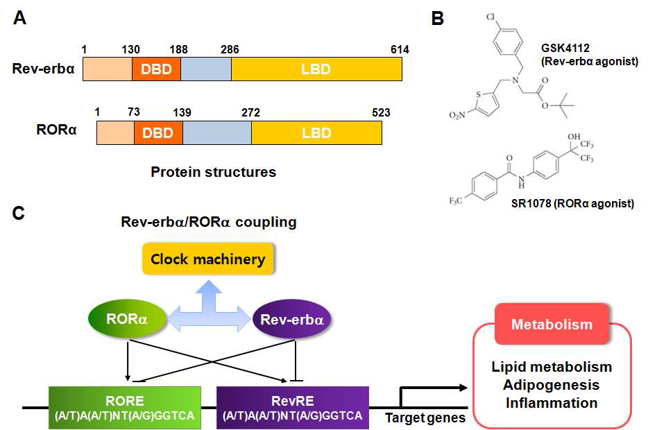 Molecular structure and action mechanism of Rev-erbα/RORα (A) Molecualr structure of Rev-erbα/RORα (B) Rev-erbα/RORα의 대표적인 합성 리간드 (C) Rev-erbα와 RORα의 커플링