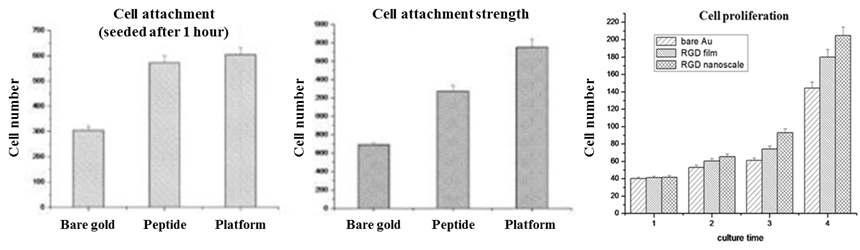 나노바이오칩 플랫폼의 세포에 대한 영향 (좌) 세포 부착 속도 (중) 세포의 부착력 (우) 증식속도