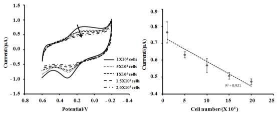 세포 수 증가에 따른 나프틸 포스페이트 신호의 감소