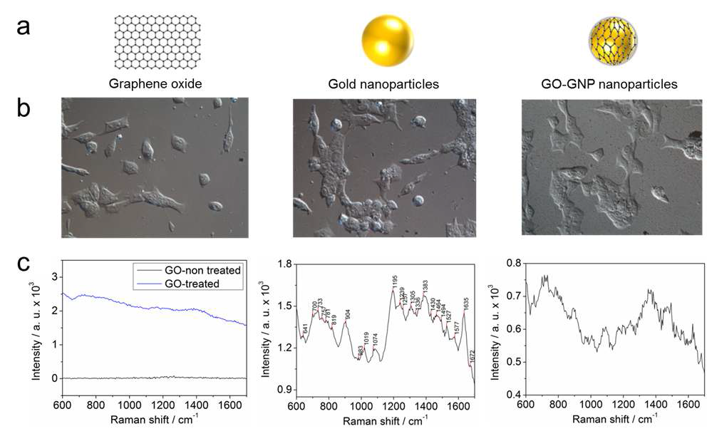 (a) SERS 신호 측정을 위하여 처리한 물질 (산화 그래핀, 금 나노 입자, 그래핀-금 나노 입자 복합체), (b) 각 물질 처리 후 미분화 신경 줄기세포의 DIC 사진, (c) 물질 처리 후 confocal Raman을 이용하여 분석한 SERS 신호