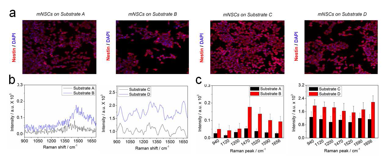 (a) 미분화 신경줄기세포 마커인 Nestin 및 핵 염색 물질 DAPI를 이용하여 4가지 다른 기판 위에서의 신경 줄기세포의 미분화도를 확인한 confocal fluorescence 사진 (기판 A: ITO 기판, 기판 B: ITO-산화 그래핀 코팅, 기판 C: ITO-금 나노 입자 패턴, 기판 D: ITO-그래핀-금 나노 입자 복합체), (b) 각 기판 에서의 미분화 신경 줄기세포의 SERS 신호, (c) 각 기판에서의 미분화 신경줄기세포 라만 신호 분석 결과