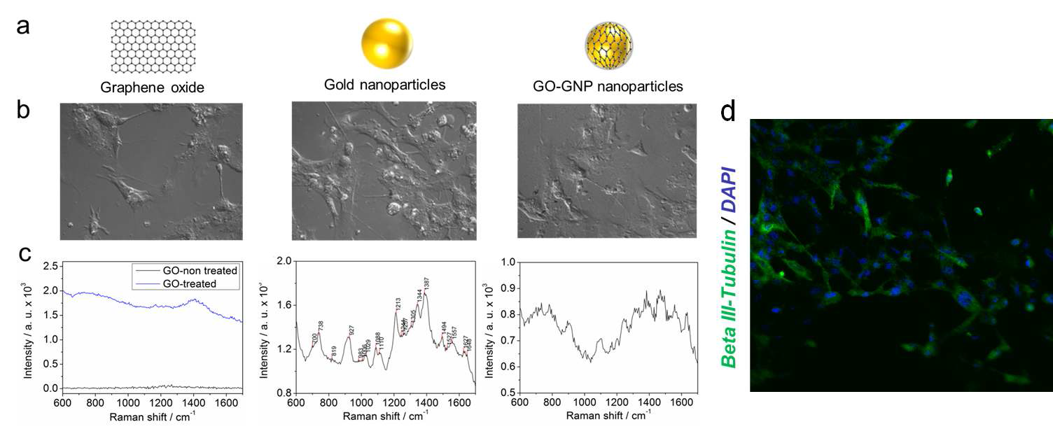 (a) SERS 신호 측정을 위하여 처리한 물질 (산화 그래핀, 금 나노 입자, 그래핀-금 나노 입자 복합체), (b) 각 물질 처리 후 분화 된 신경 세포의 DIC 사진, (c) 물질 처리 후 confocal Raman을 이용하여 분석한 SERS 신호, (d) 신경세포 마커인 beta III-tubulin 및 핵 염색 물질인 DAPI를 이용한 이중 염색 후 확인한 신경 줄기세포의 신경세포 분화 형광사진