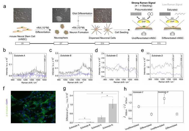 (a)신경줄기세포 분화 과정과 미분화/분화 신경 줄기세포 사진 및 라만 분광 측정 개요, (b-e) 일반 ITO 기판 (기판 A), ITO-GO (기판 B), ITO 금 나노 패턴 기판 (기판 C) 및 ITO 그래핀-금 나노 입자 패턴 기판 (기판 D)에서의 미분화/분화 신경줄기세포 라만 분광 스펙트럼, (f) 분화된 신경 세포를 해당 마커인 beta III tubulin으로 염색 후 측정한 형광 사진, (g) 각 기판의 따른 1656cm-1 라만 피크 에서의 미분화 줄기세포의 라만 신호 및 분화 된 신경세포의 라만 신호 차이, (f) 기판 C와 D에서 얻은 미분화/분화 신경줄기세포의 라만 신호를 기반으로 C=C 결합 및 C-H 결합의 상대 비율 측정 결과
