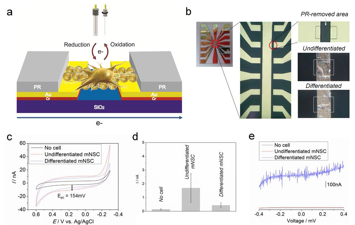 (a) 그래핀-금 나노 복합체 및 마이크로 간극 제작을 통한 전기화학 기반 단일 신경줄기세포 분화능 분석 개요도, (b) 마이크로 간극 사진 및 간극 사이에 고정화 된 미분화 신경줄기세포 및 분화 된 신경세포의 광학 현미경 사진, (c) 단일 신경줄기세포의 분화도를 순환전류법으로 분석한 결과, (d) 산화 전압(0.154V)에서의 신경줄기세포 분화도에 따른 전류 값 비교, (e) FET 기반의 미분화 신경줄기세포 및 분화 신경세포 전류 값 분석 결과