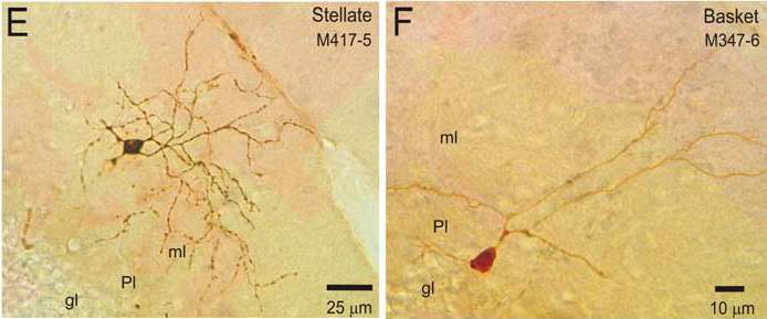 morphology of stellate and basket cell