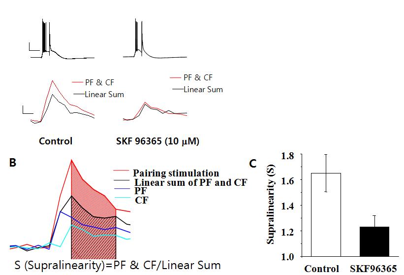 PF 와 CF 동시 자극시 supralinear calcium elevation을 SKF96365가 억제