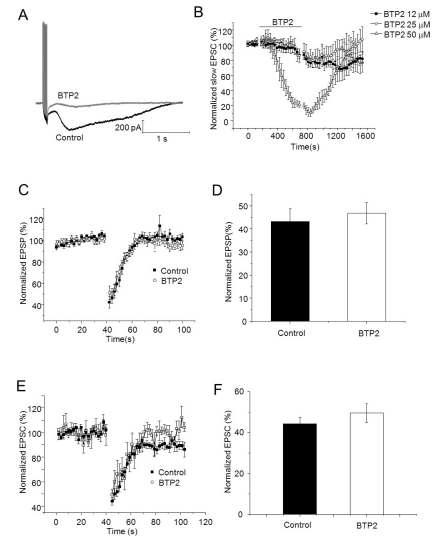 TRPC 특이적 저해제인 BTP2가 endocannabinoid에 의한 단기저하에 효과를 보이지 않음.