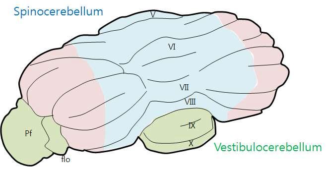 소뇌의 구분: 전정 소뇌 및 척수 소뇌