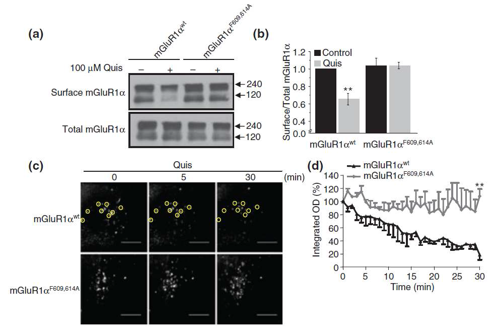 caveolin binding motif를 돌연변이 시킨 mGluR1은 internalization이 억제됨